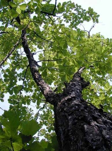 LEGO MOC - 16x16: Botany - Монгольский дуб