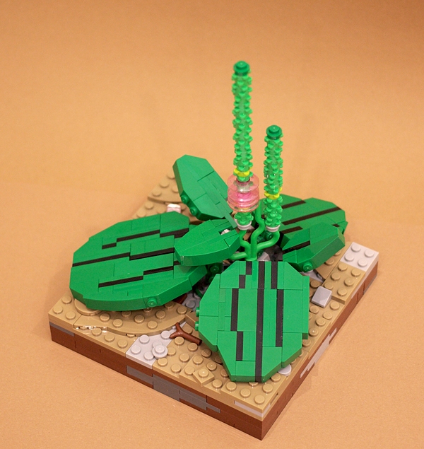 LEGO MOC - 16x16: Botany - Подорожник: <br><p align=left></i> Некоторые, однако, верят, что магические свойства этого растения помогают восстанавливать работоспособность механизмов, устройств и строений. Существуют задокументированные свидетельства прикладываний листьев этого замечательного растения к сломанным телефонам, автомобилям, к трещинам в стенах домов или в дорожном покрытии.